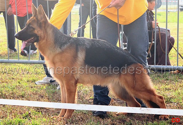 013.jpg - Classe Juniores femmine.  1 Dolly dell'Antuba Sannita