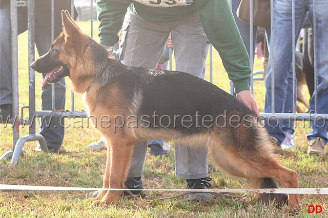 017.jpg - Classe Juniores femmine.  5 Oxa dell'Ertanova