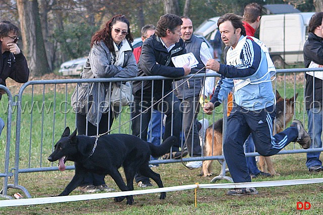 111.jpg - Libera femmine.  Aida dell'Alto Piano. La prima cucciolata con affisso di Mauro Frison