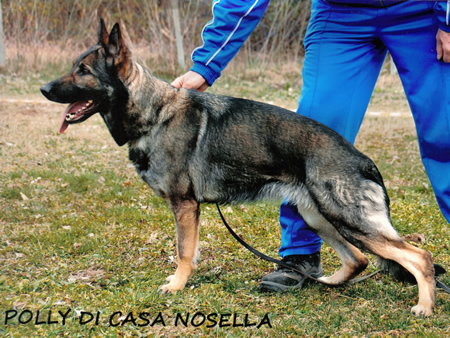 Polly di Casa Nosella