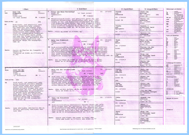 interno-pedigree-sv