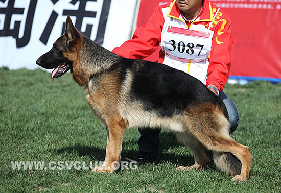 Brisko von Bei Zhai