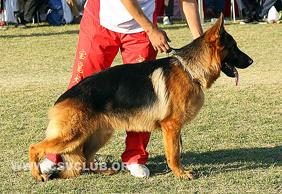 Dragon von Turkenkopf