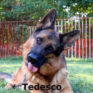 tedesco